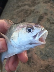Genyonemus lineatus