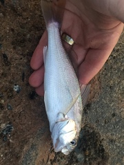 Genyonemus lineatus
