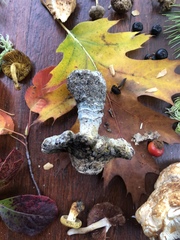 Hypomyces armeniacus