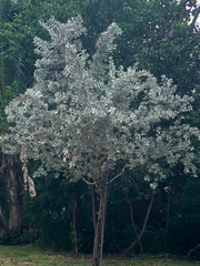 Conocarpus erectus sericeus