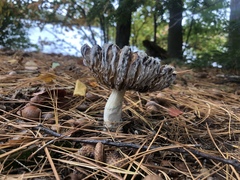 Hypomyces armeniacus