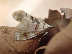 Trichophysetis cretacea