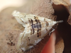 Trichophysetis cretacea