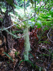 Usnea angulata
