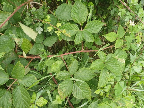 Glandular-stemmed Bramble (Rubus atrebatum)