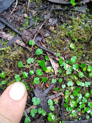 Hydrocotyle microphylla