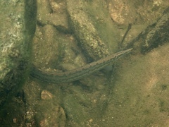 Mastacembelus armatus