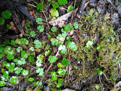 Hydrocotyle microphylla