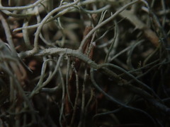 Usnea angulata