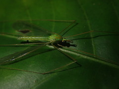 Leptotarsus virescens