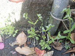 Valerianella carinata