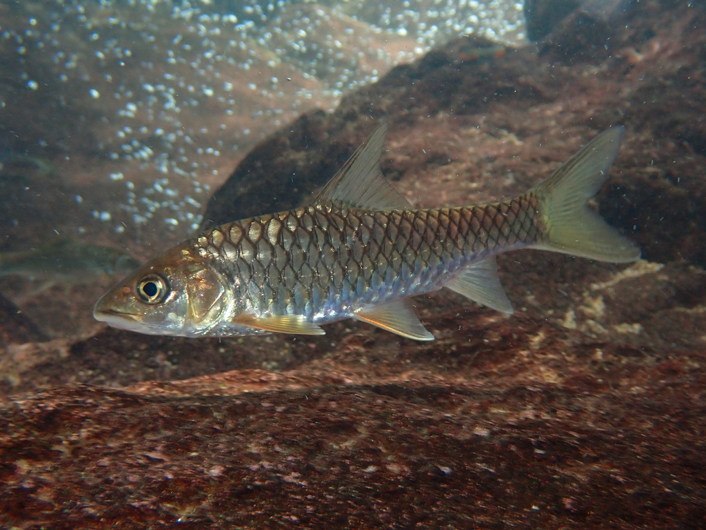 Tor tambroides (Tor tambroides)