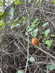 (c) Swarochi Tathagath, some rights reserved (CC BY) Capparis zeylanica, photograph (c) Swarochi Tathagath, some rights reserved (CC BY)