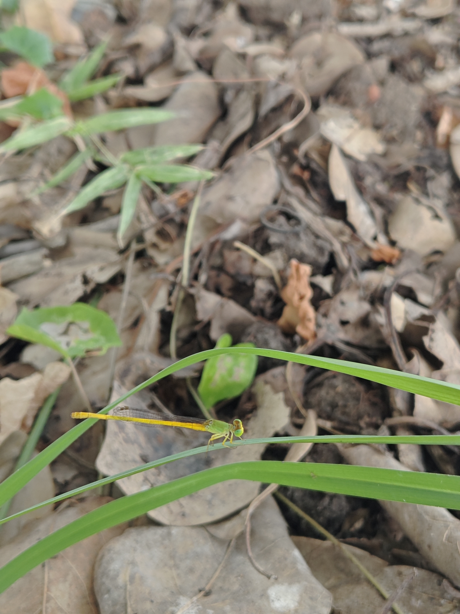 Coromandel Marsh Dart