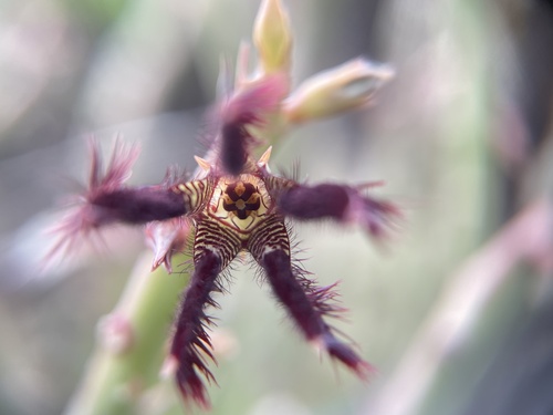 Ceropegia adscendens