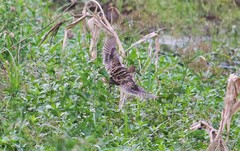 Gallinago stenura
