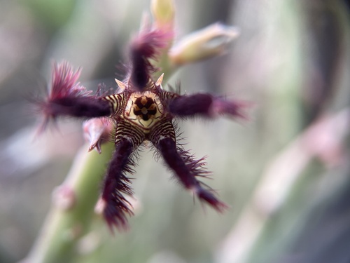 Ceropegia adscendens