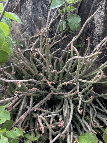 Ceropegia adscendens