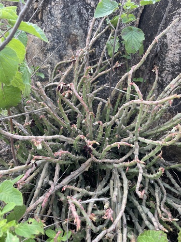 Ceropegia adscendens