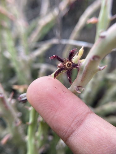 Ceropegia adscendens