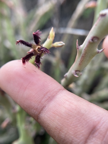 Ceropegia adscendens