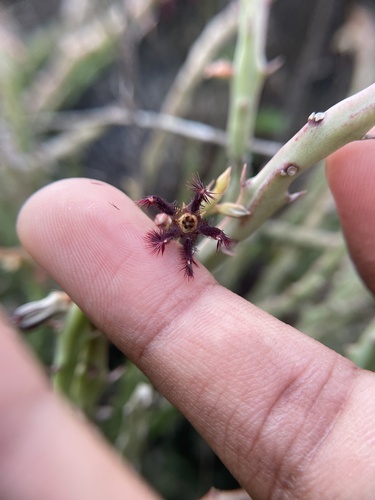 Ceropegia adscendens