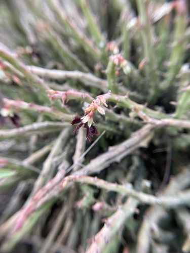 Ceropegia adscendens