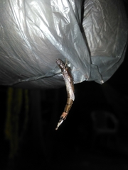 Atractocerus brasiliensis