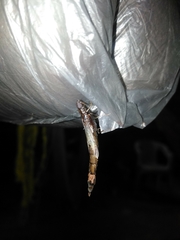 Atractocerus brasiliensis