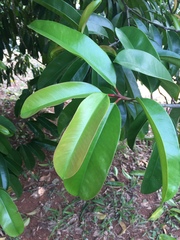 Garcinia atroviridis