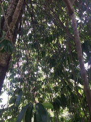 Garcinia atroviridis