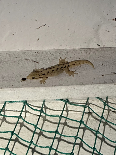 Lepidodactylus lugubris observed 2024-12-28