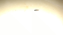 Elateridae