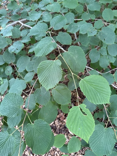 Corylopsis glabrescens iNat (2)