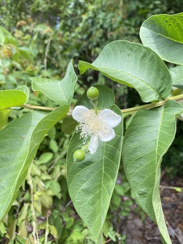 Common guava (Psidium guajava)