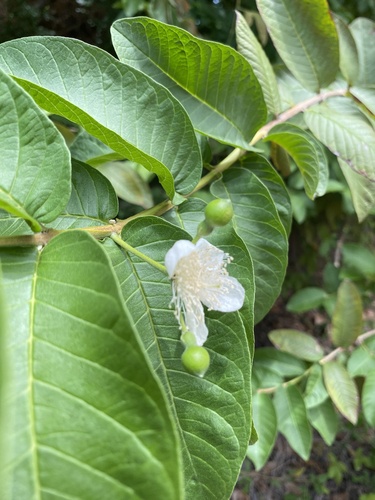 Guayaba (Psidium guajava)