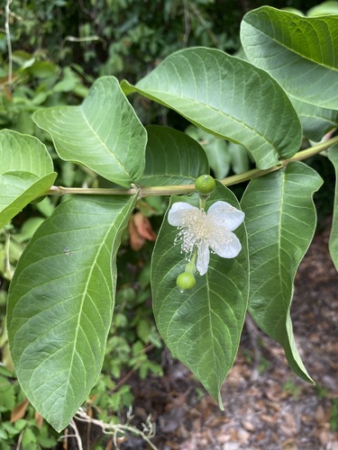 Guayaba (Psidium guajava)