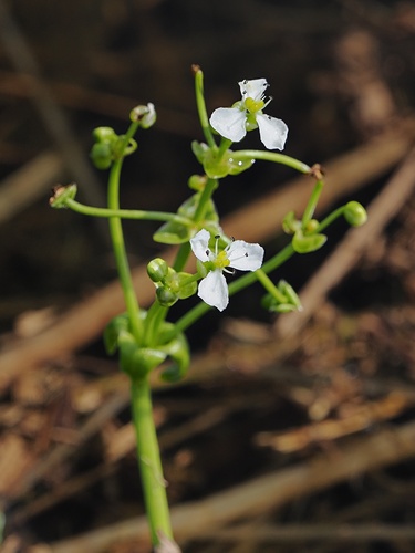 Albidella oligococca (Albidella oligococca)