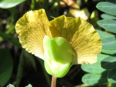 Aeschynomene fluitans