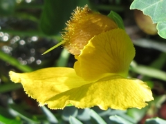 Aeschynomene fluitans