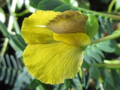 Aeschynomene fluitans