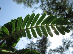 Aeschynomene fluitans