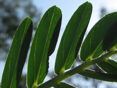 Aeschynomene fluitans