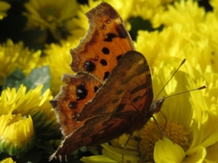 Polygonia c-aureum