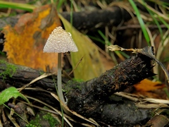 Coprinellus flocculosus
