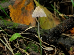 Coprinellus flocculosus