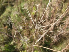 Pastinaca sativa sylvestris
