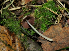 Coprinellus flocculosus