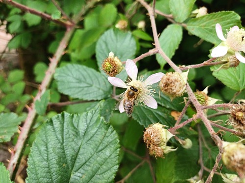Showy-flowered Bramble (Rubus hastiformis)