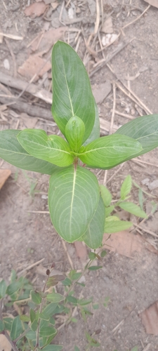 Madagascar Periwinkle